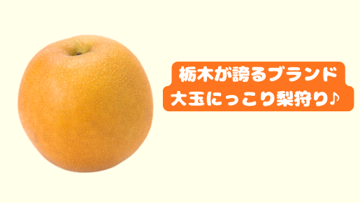 <Web割対象商品>【キングツアーバス旅】大人気ベーカリー「ペニーレイン」パン食べ放題ランチ&銘菓「みかもの月」詰め放題&とちぎが誇るブランド!大玉にっこり梨狩り〔吉祥寺・新宿発〕2